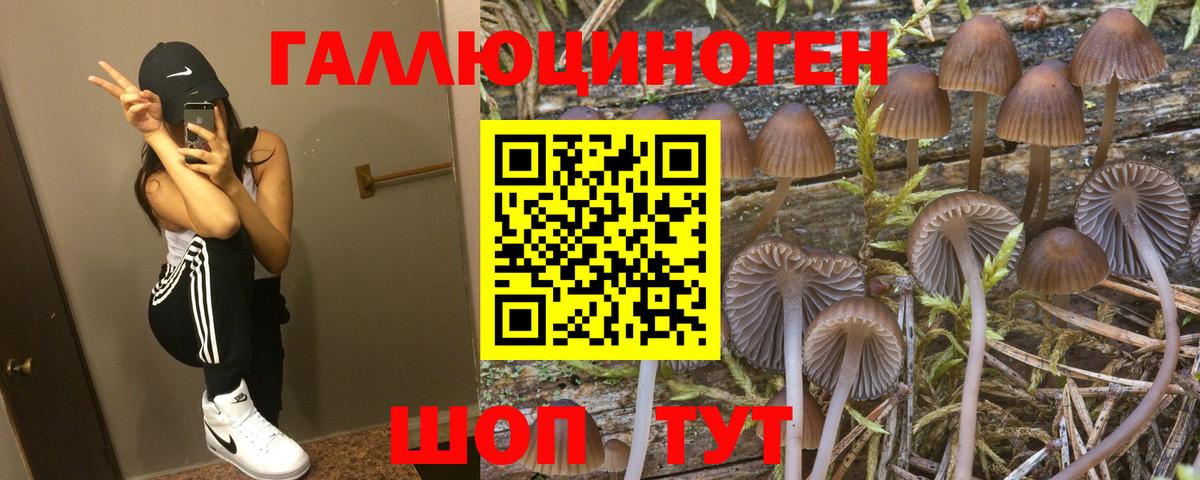 Псилоцибиновые грибы Cubensis  Псилоцибиновые грибы прущие грибы  Петропавловск-Камчатский 