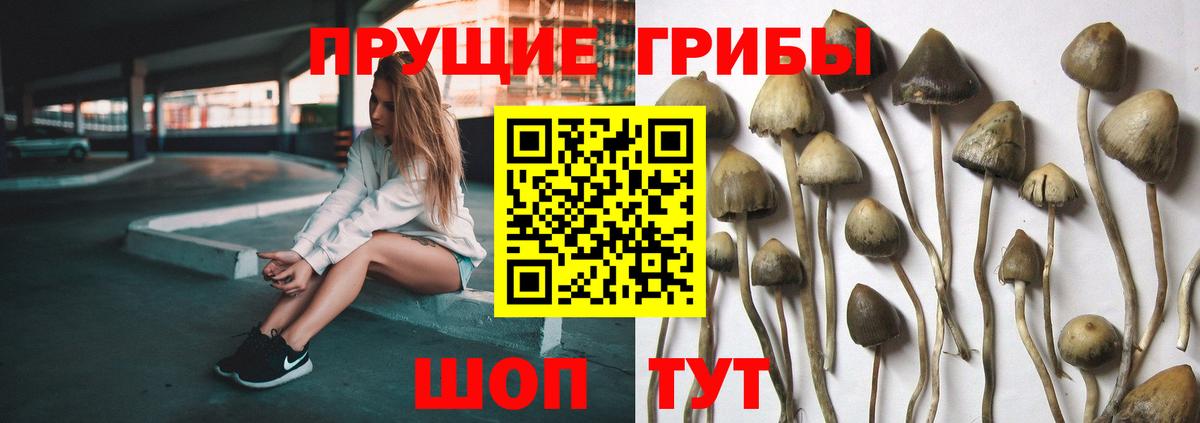 Псилоцибиновые грибы Cubensis Петропавловск-Камчатский